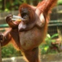 1119195012286403181950