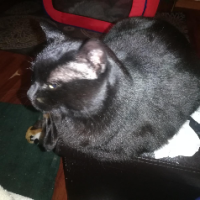 EgyptCat