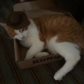 Alfredo