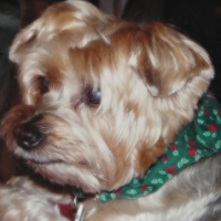 Deebeau