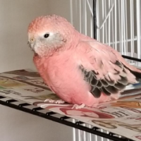 Pinksongbird