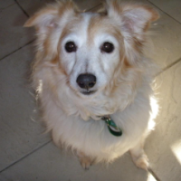 Aussie