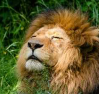 NappingLion