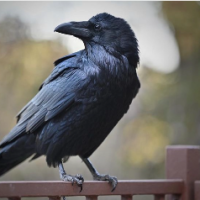 Kathleen17Raven