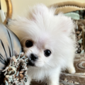 Bijoux