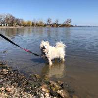 Doudrop The Samoyed