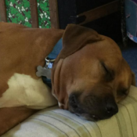dcsleeper