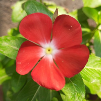 Scarlet_Periwinkle
