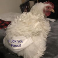 Ladyhawkjen
