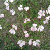 TenMoon