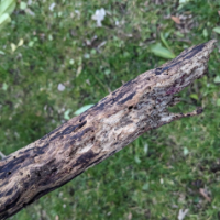 freedom_loving_gun_owner