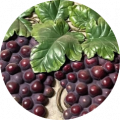 Cabernet51