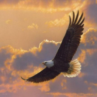 Eagle-Soul - βοΈ π‘Z
