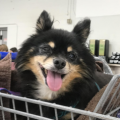 Rascal