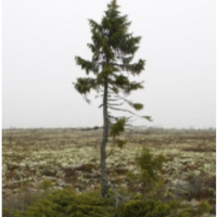 forest14