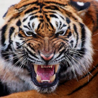 YearoftheTiger