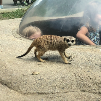 MeerkatKate