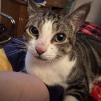 Kitty33030
