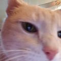 imdplum