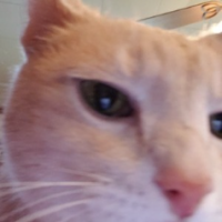 imdplum