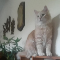 wychattin
