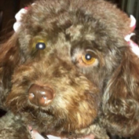 Hershey_2