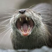 RyerTheOtter