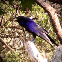 MysticRaven