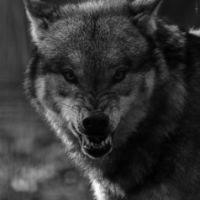 GREYWQLF