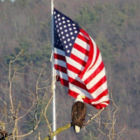 ABLEEAGLE3