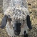 OldGoatLady
