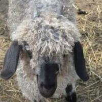 OldGoatLady