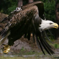 Eagleclaw1