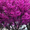 Redbud