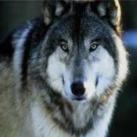 GreyWolf17