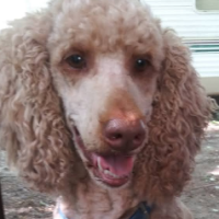 Princebenelli