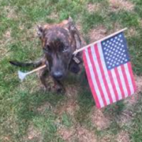 trumps_faithful_servant