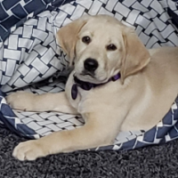 Cooper21