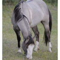 Crazyhorse_15