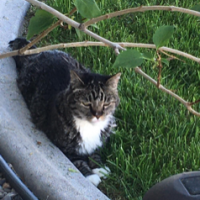 Moggyman7