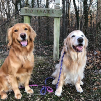 My2Goldens