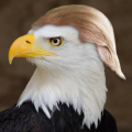 Jflauto1