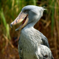 shoebill