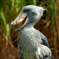 shoebill