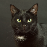SilverCat
