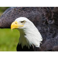 SonofLiberty